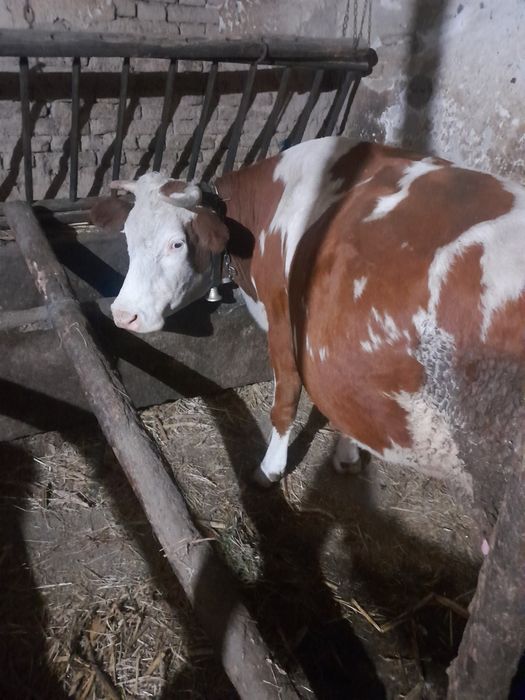 Vaca  de vanzare