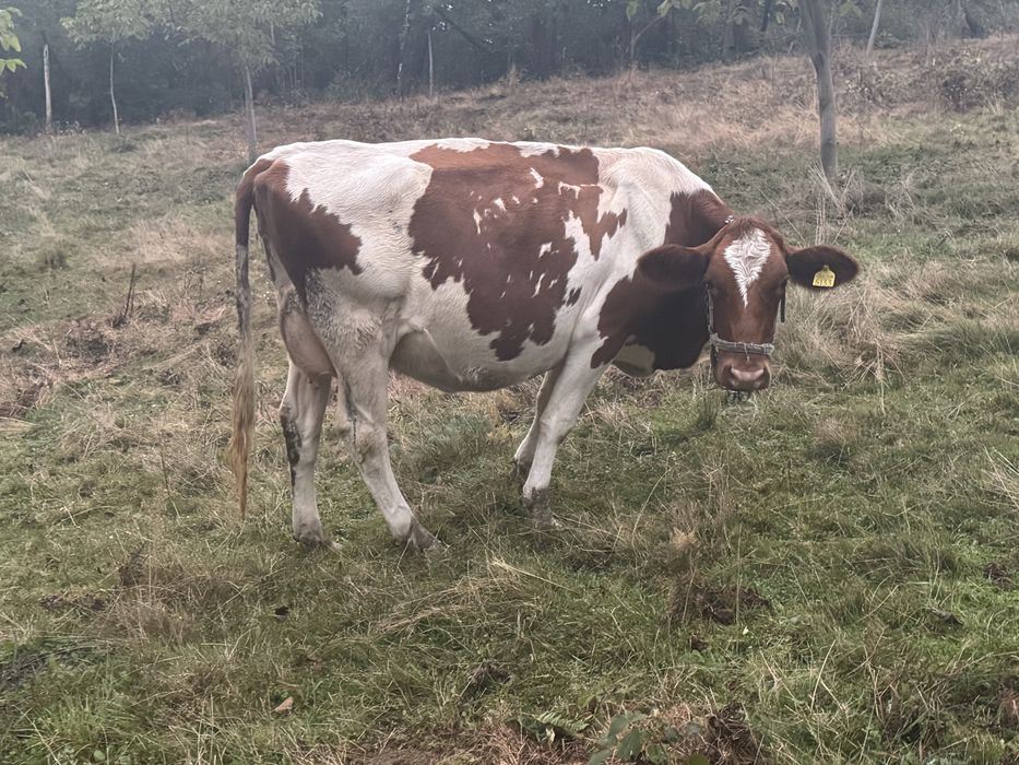 Jurincă disponibilă