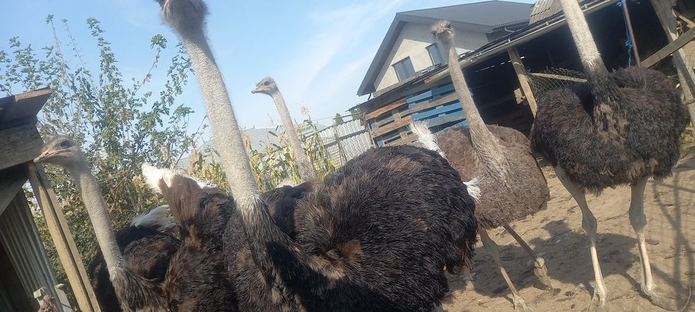 Vând struți 4 bucati