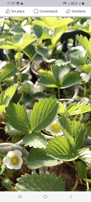 Casuni Rodire Tot Anul