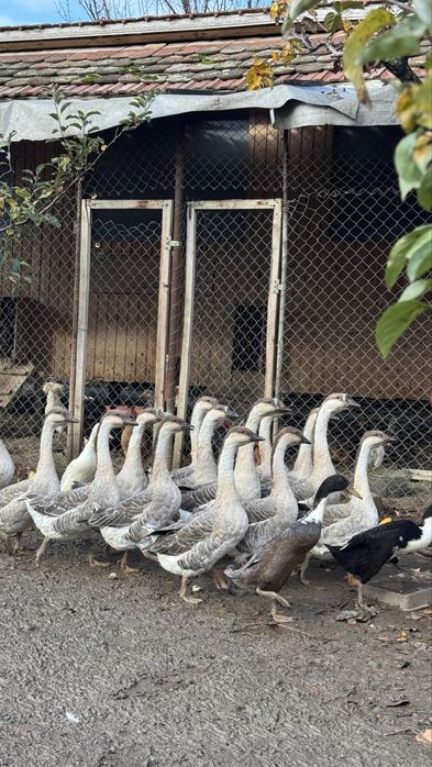 Gâște americane (femele)