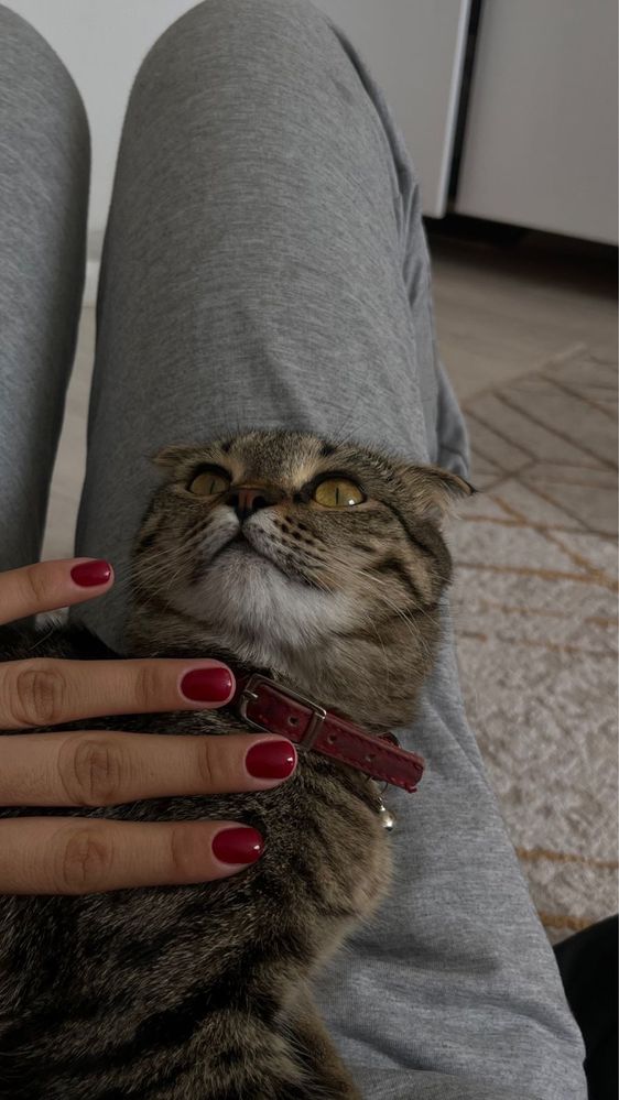 Срочна кошка продано