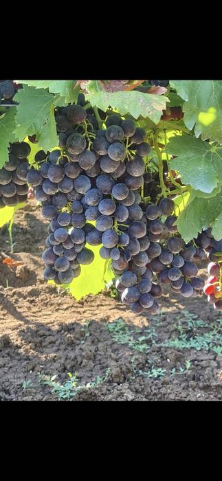 Грозде за ракия Палери 0.80 лв. Пресоване