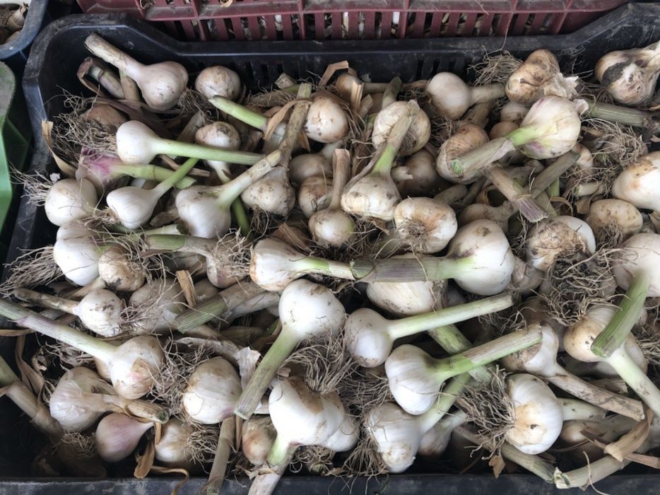 Vând usturoi românesc