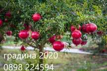 Нар - Безсеменен
Студоустойчив