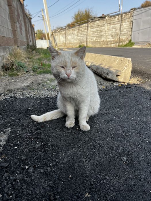 Отдам кота в хорошие руки