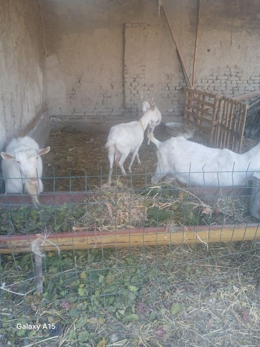 Zanin zotli echkilar sotiladi bugõz