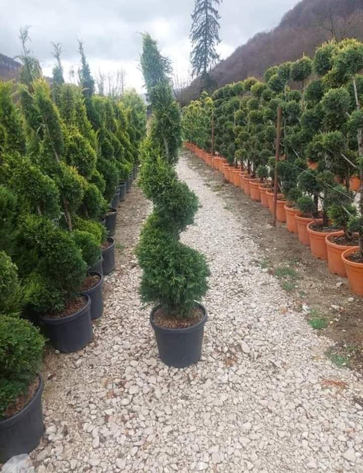 Plante verzi tuia leilandi spirala