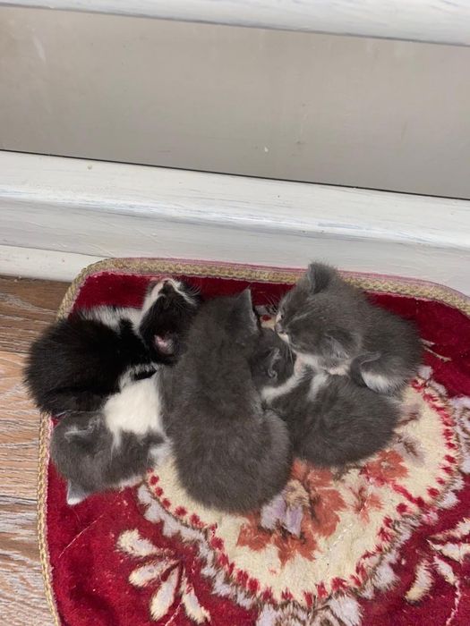 котята мальенкие