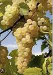 vand struguri de vin diferite soiuri