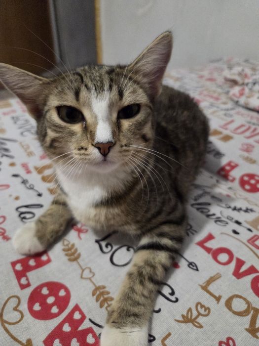 Отдам котенка в добрые руки