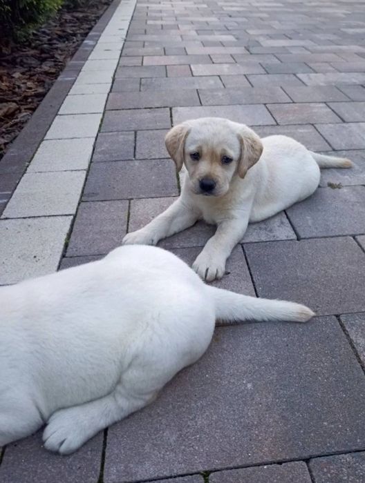 Чистокръвни лабрадор ретривър мъжки и женски