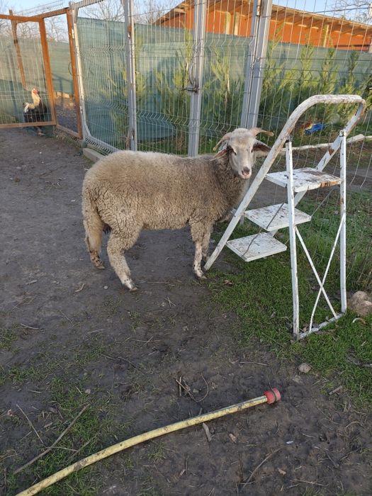 Vând mieluță sau schimb cu berbecuț