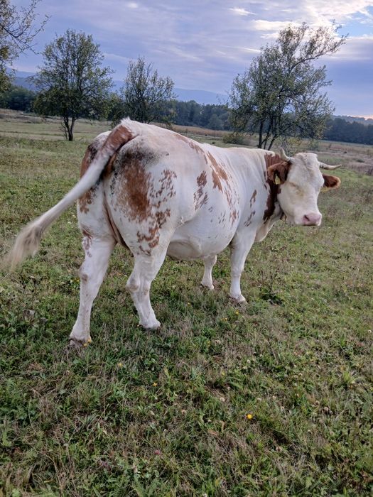 Vaca baltata de vanzare