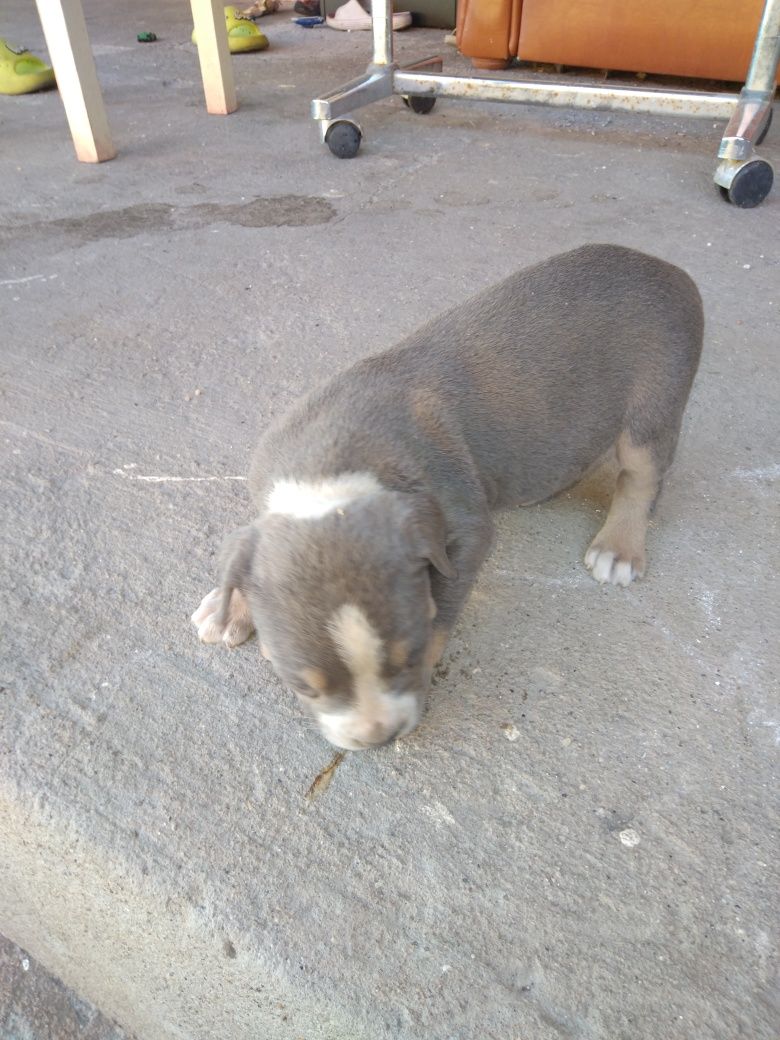 Pui american bully