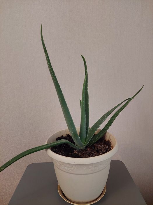 Декоративные растения