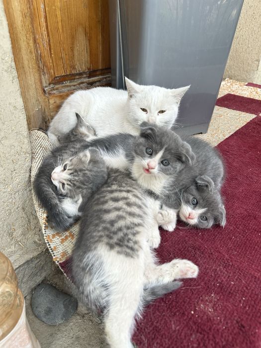 Котята  2 месяца