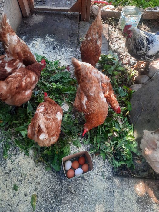 Продам Курочки несушки