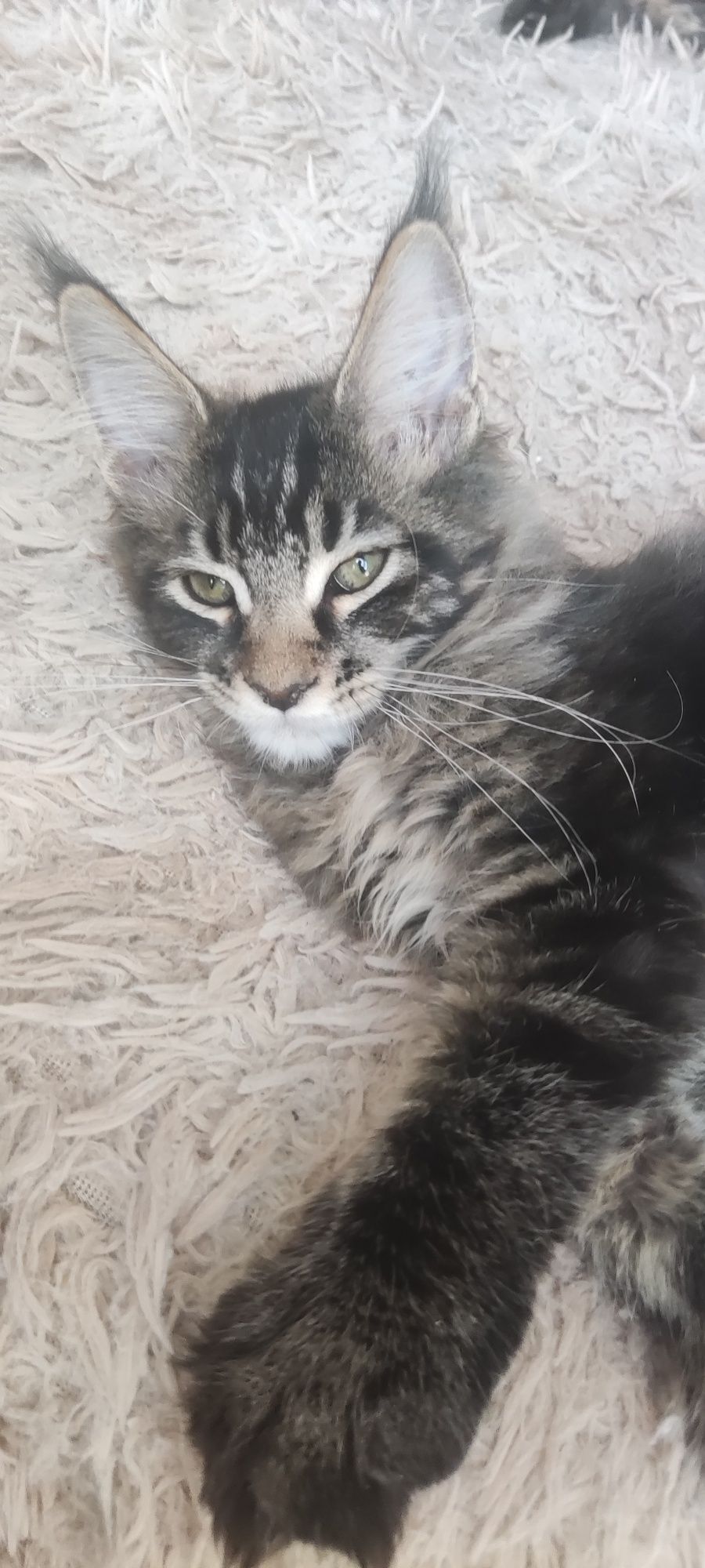 Котенок Мейн кун девочка