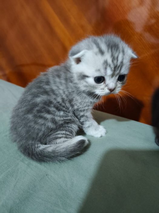 Британцы котята