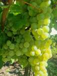 Vând ceaslă și struguri de vin