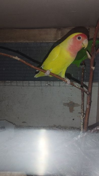 Nerazdushkala sotiladi (qafasam)