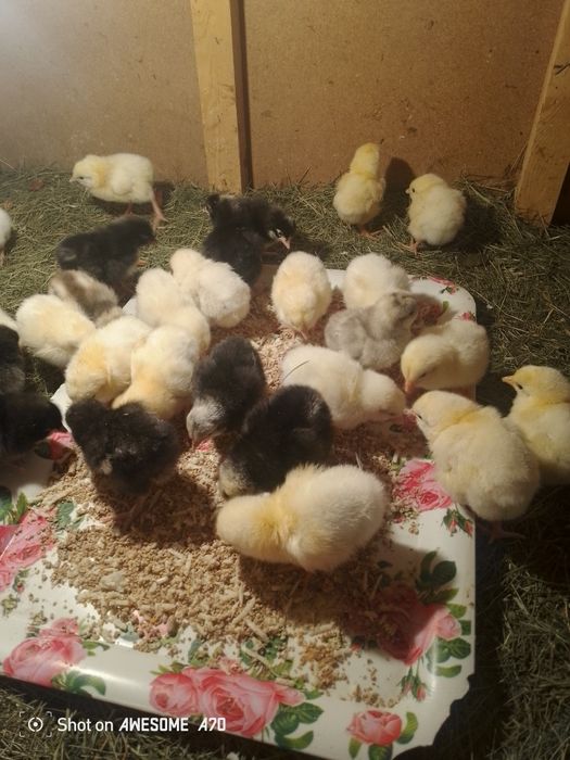 Продаётся цыплята