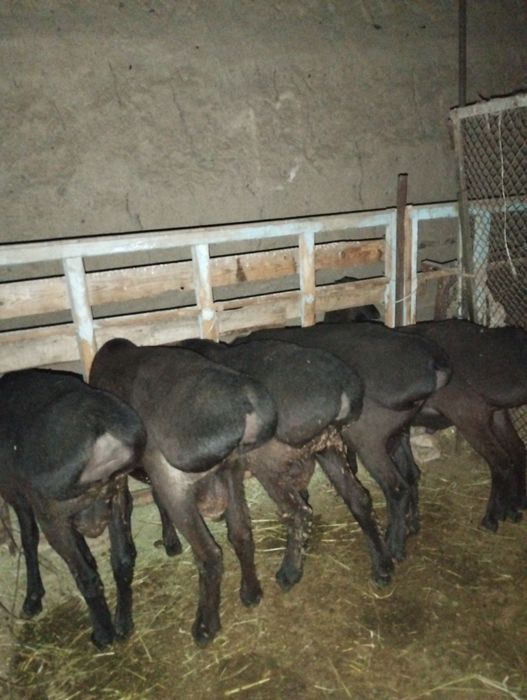 Uruğlika quylar sotiladi srochna yeb ichishi zur