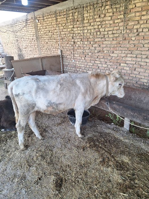 Букача, порода Авликол