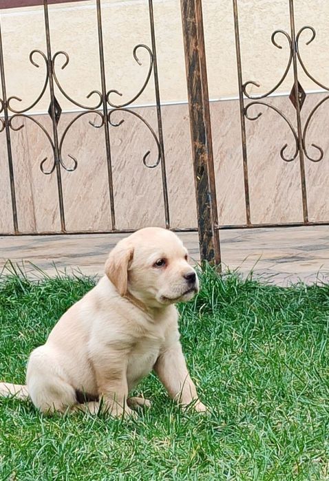 Продаются щенки лабрадора