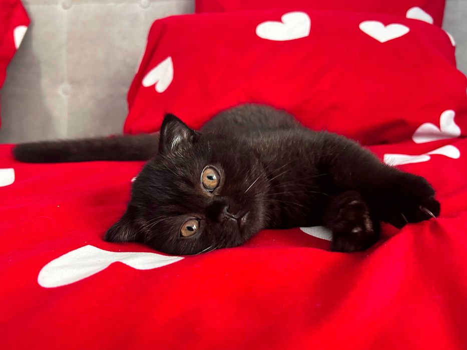 Rasă pură Scottish Fold, motănel cu pedigree și Carnet de Sănătate