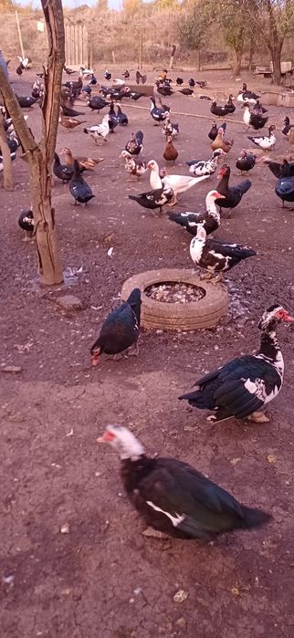 Rate mute de vinzare