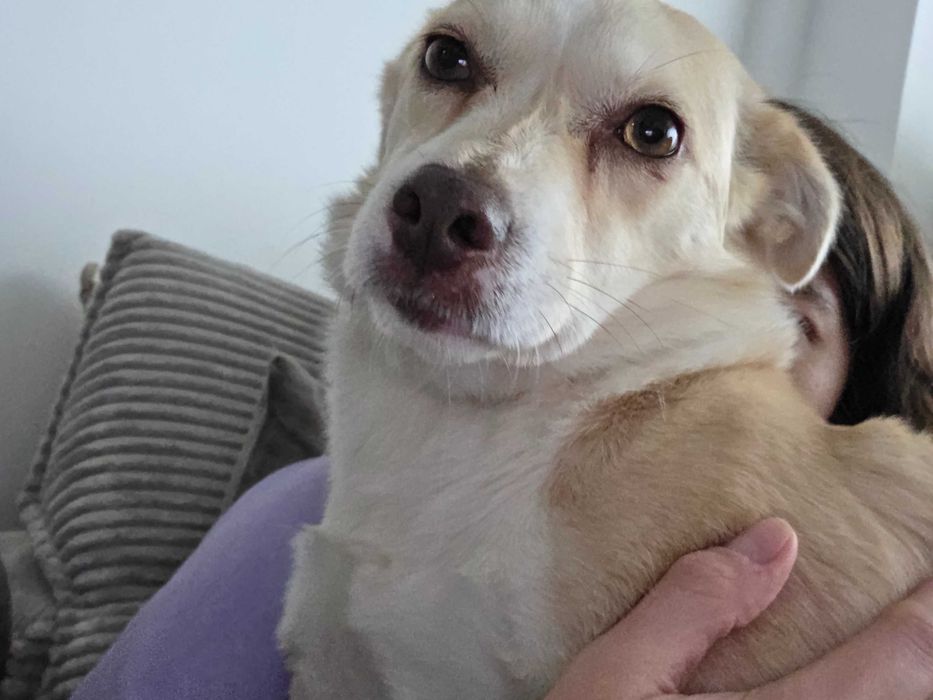 Doua cateluse de talie mica pentru adoptie