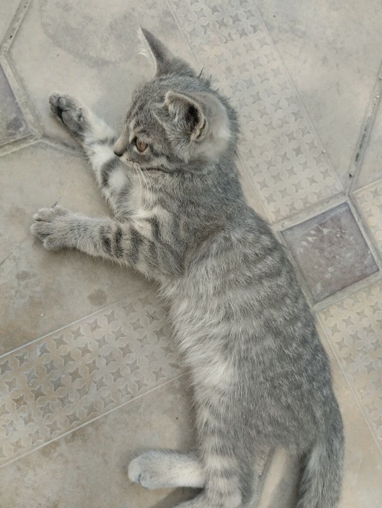 Отдам в хорошие руки