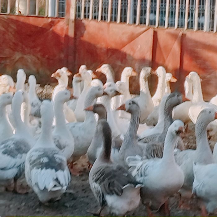 Gâște de vanzare  iasi