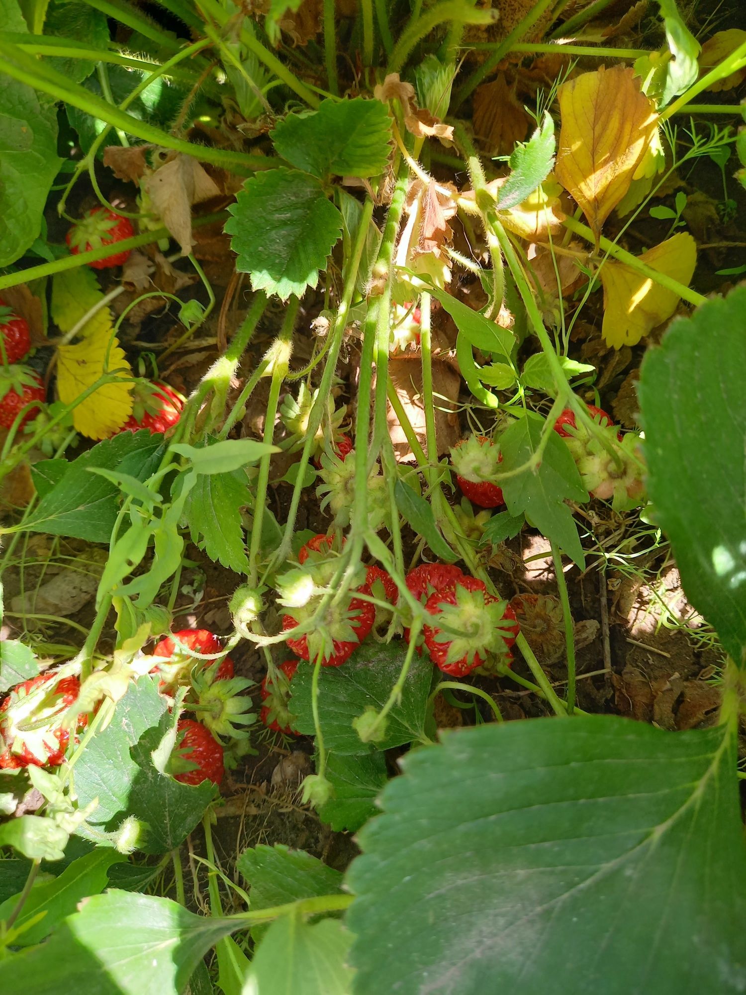 Продам дачу на Солнечной долине