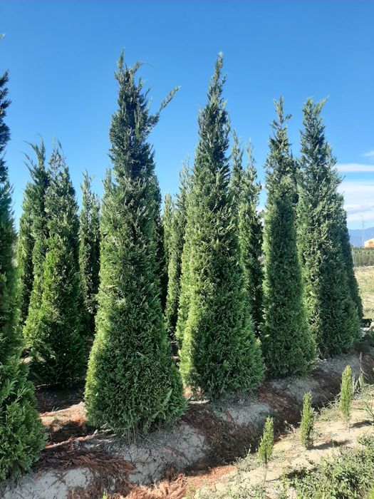 Vindem buxus tuia Leylandy smaragd Brazi Mesteacan alb Tei Magnoli etc