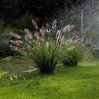 Пеннисетиум лисохвостный злак  садовая горшок 3 л  рост 15 см