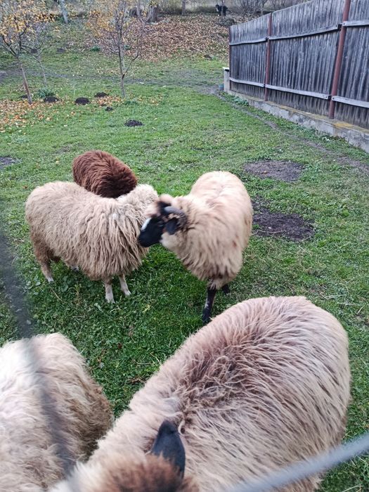 De vânzare 6 miele de anul acesta