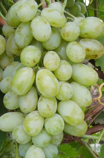 Продам саженцы винограда местный сартовый