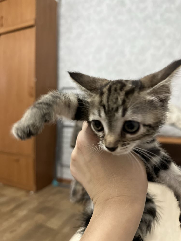 Котята девчата в добрые руки