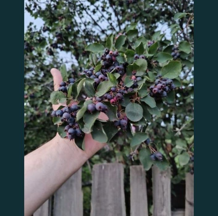 Продам свежую сладкую иргу смородина. 5 литровое ведёрко с доставкой б