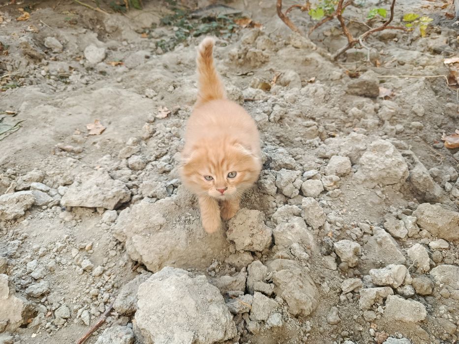 Пишак сотилади 2 ойлик