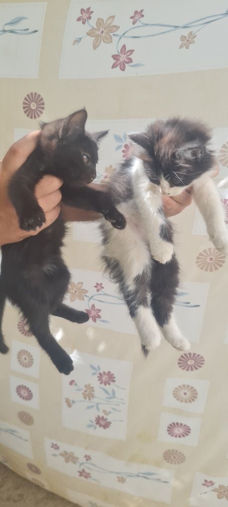 Котята мушукча бесплатно