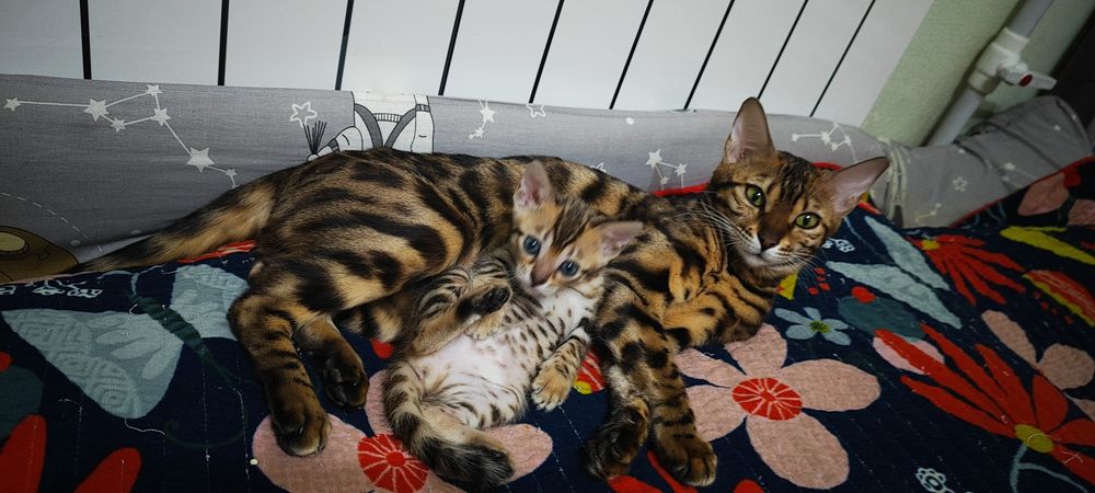 Продаются котята в бинголята