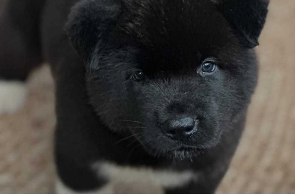 Donez akita inu