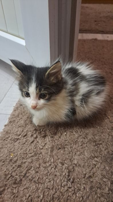 Котёнка в добрые руки