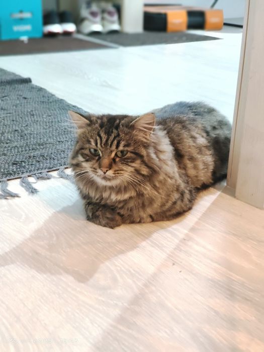 Отдам кошечку в хорошие руки