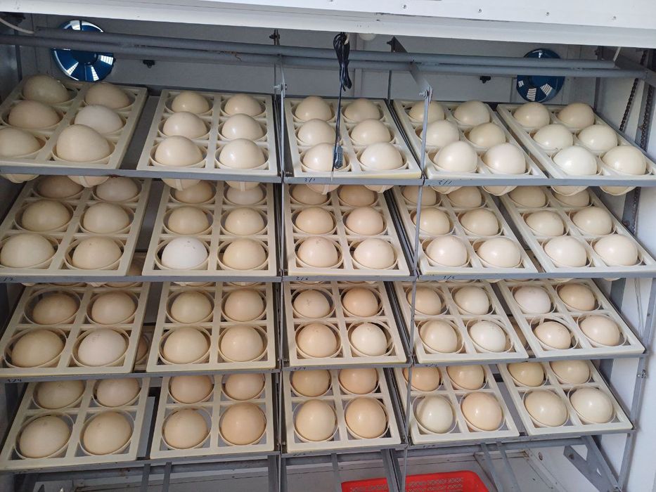 Инкубационный яйцо страуса уругланган туякуш тухуми сотилади