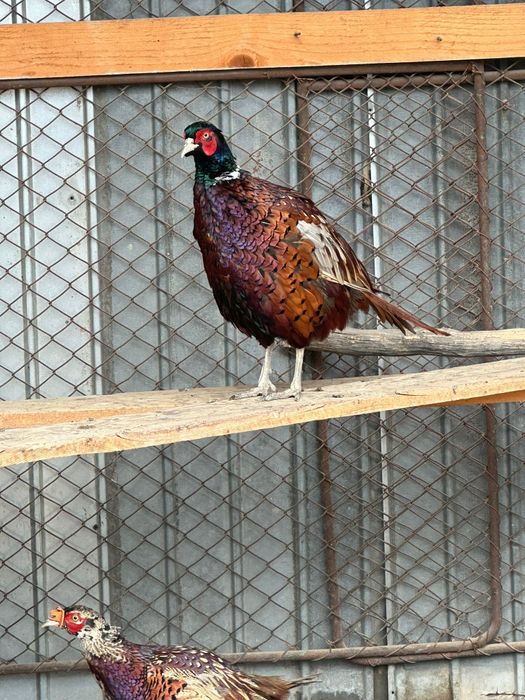 Fazani și făzănițe comuni